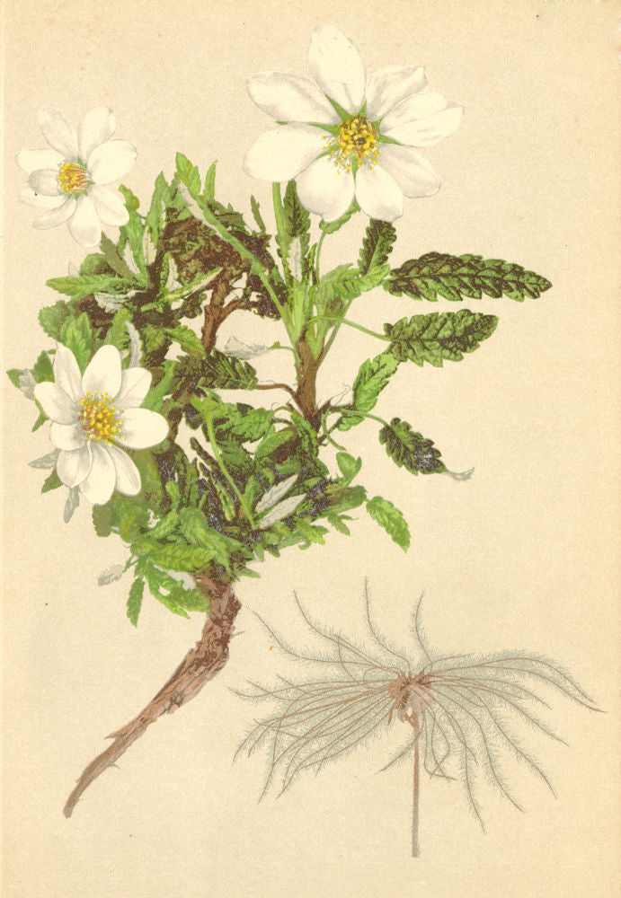 ALPENFLORA ALPINE FLOWERS. Dryas octopetala L-Silberwurz 1897 old print